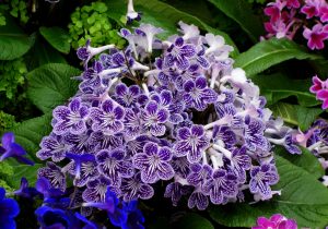 Streptocarpus Primavera del Cabo - cuidados y características de flores aterciopeladas