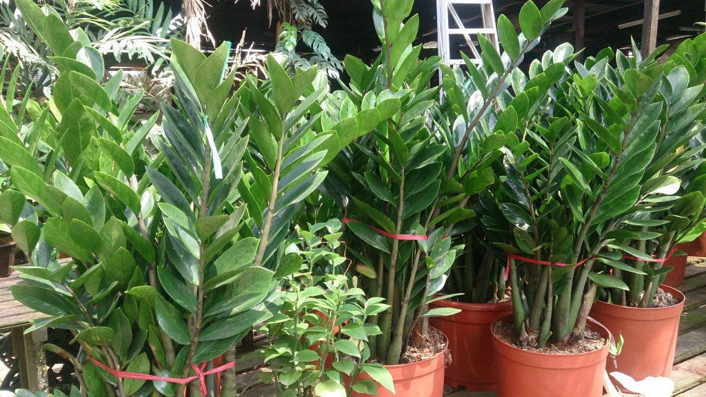ZZ Plant o Zamioculcas zamiifolia, una de las mejores plantas para espacios con poca luz