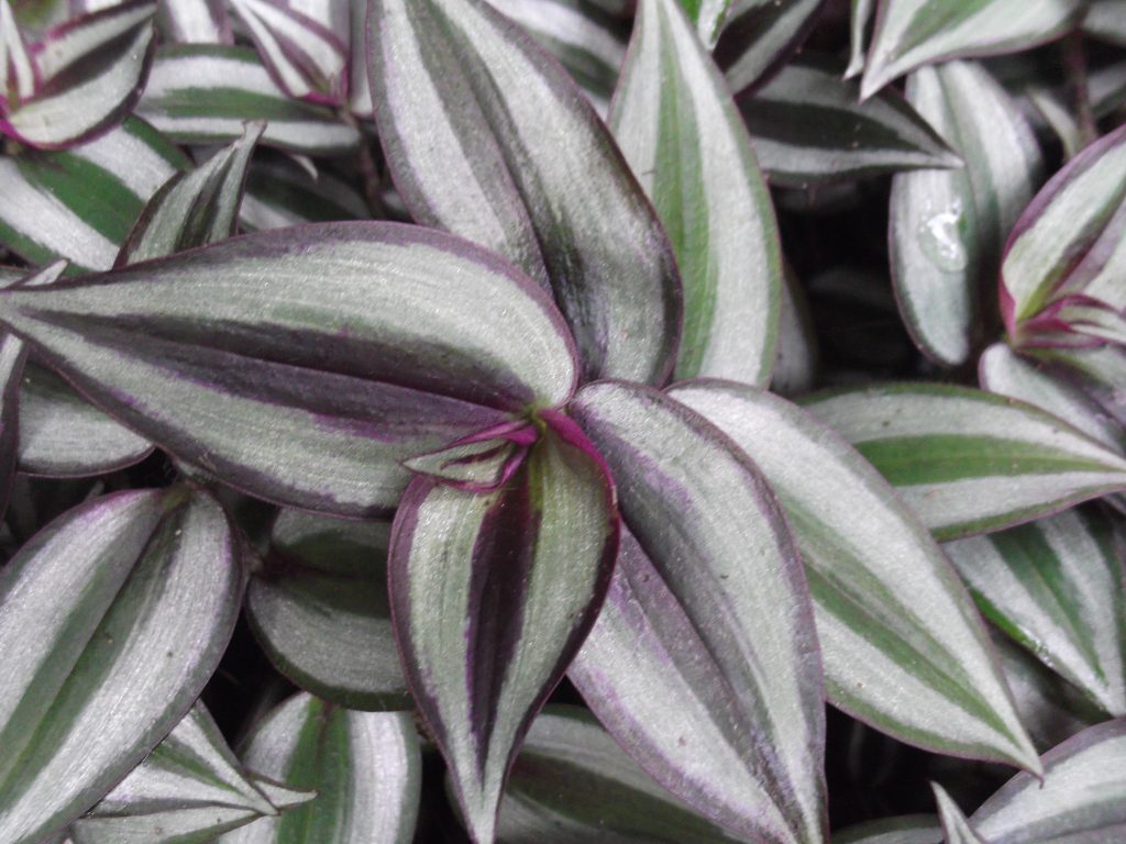 Tradescantia zebrina planta colgante comparativa de plantas colgantes interior